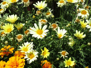 closeup patch of white, yellow and orange flowers