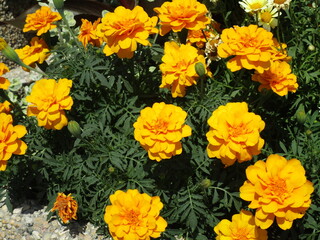 blast of bright orange blossoms on dark green leaves