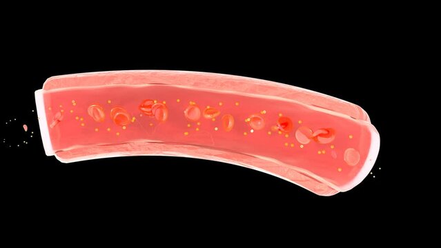 Blood vessel