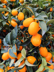 Vibrant Orange Kumquats Hanging on Tree