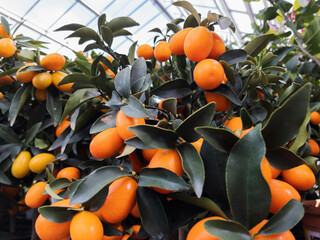 Vibrant Orange Kumquats on Lush Plants