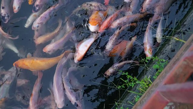 A ditch in a housing complex that has been used as a pond for cultivating red tilapia fish. The clarity of the water in the gutter makes the red tilapia fish clearly visible from the surface