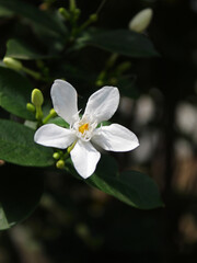 Obraz premium Close-up of a blooming white flower. 
