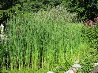 stand of bullrushes at the edge of a pond