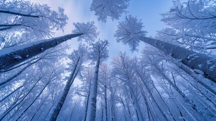 Upward perspective of tall snow-laden trees against a winter sky.