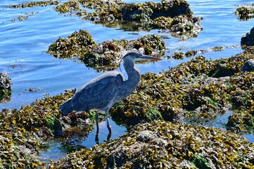 Blue Heron at at low tide, Willows Beach, Victoria, BC, Canada