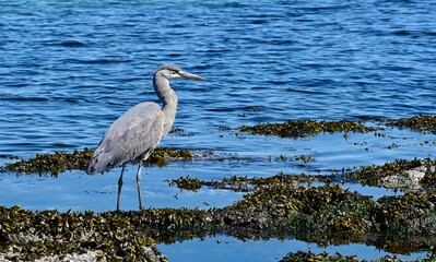 Blue Heron at at low tide, Willows Beach, Victoria, BC, Canada