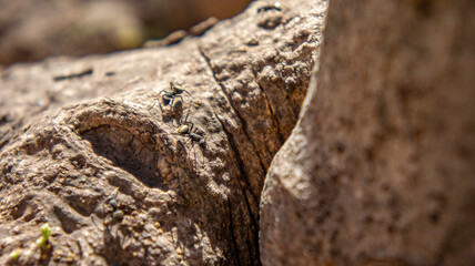Ant carrying a larva to the anthill in a tree