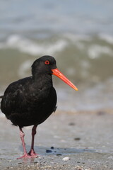 NZ Oystercatcher