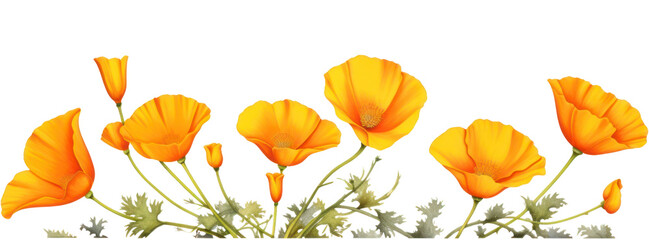 PNG Flower petal poppy plant.