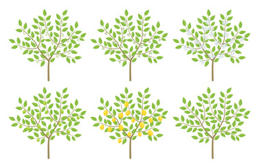 Lemon tree citrus phenological development stages of plants. Budding and flowering. Ripening growth period on a branch. Vector illustration.