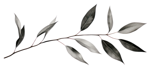 PNG  Eucalyptus plant leaf tree.