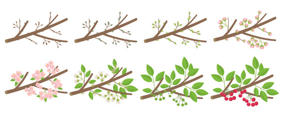 Cherry stone fruit phenological development stages of plants. Budding and flowering. Ripening growth period on a branch. Vector illustration.