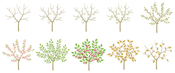 Cherry tree stone fruit phenological development stages of plants. Budding and flowering. Ripening growth period on a branch. Vector illustration.