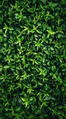Obraz premium A dense green hedge covers the entire image, creating a visually appealing and natural backdrop