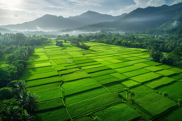 The aerial view highlights a vast and productive rice field.