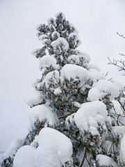 Looking up to the top of Japanese cedar pine tree with big fluffy snowdrifts on branches