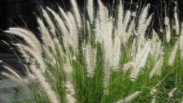 Pennisetum Fountain Grasses in the garden.