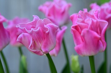 Pink tulips in spring garden if Victoria, BC, Canada