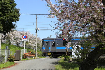 綺麗な桜と鉄道