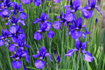 キハチの綺麗な紫の花