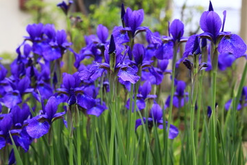 キハチの綺麗な紫の花