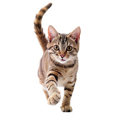 Obraz premium A cat sitting on a table