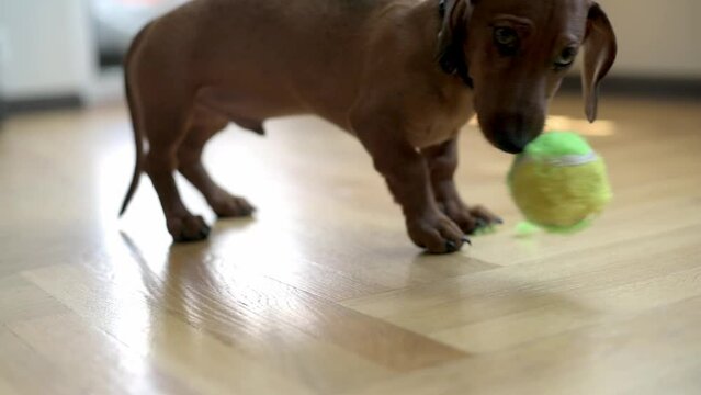 A young dachshund puppy focuses intently on a green tennis ball on a wooden floor inside a home. The image captures the playful energy and curiosity typical of puppies, set in a warm, domestic environ