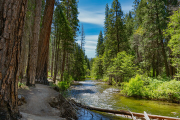 The Carlon Falls Trail in Yosemite National Park winds through an evergreen forest along the Southfork of the Tuolumne River.