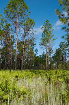 Pine flatwoods habitat at Triple Creek Preserve in Riverview, Florida. Longleaf and slash pines with an understory of saw palmettos and mixed grasses.