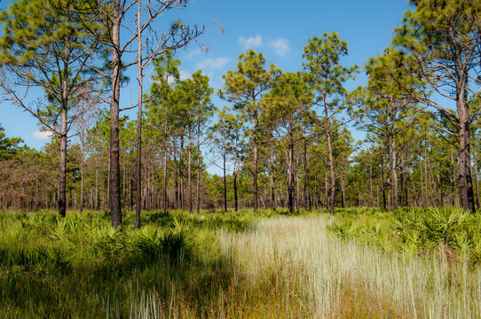 Pine flatwoods habitat at Triple Creek Preserve in Riverview, Florida. Longleaf and slash pines with an understory of saw palmettos and mixed grasses.