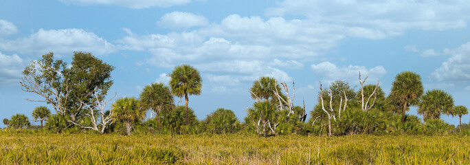 A panoramic landscape of a sable palm hammock in central Florida. In the foreground are native grasses and saw palmetto that make up much of the dry prairie habitat.