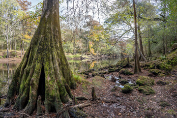 The hollow base of a large cypress tree on the edge of the Sante Fe River in O'Leno State Park in...