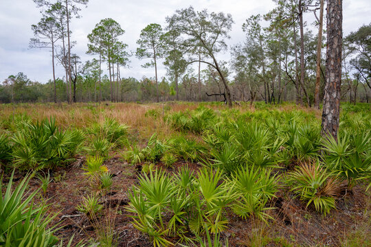 A mesic flatwoods plant community dominated by an open canopy of longleaf pine, saw palmetto, and an understory of grasses and forbs. Photographed along the Paraners Branch Trail in O'Leno SP, FL