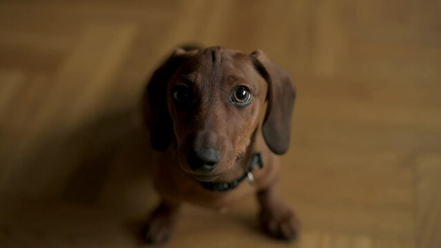 curious dachshund puppy with alert eyes sits on wooden floor gazing up in anticipation warm indoor setting emphasizes the puppy's adorable and inquisitive demeanor, capturing the essence of puppyhood