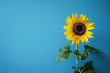 Vibrant yellow sunflower isolated on blue background with space for text or design concept