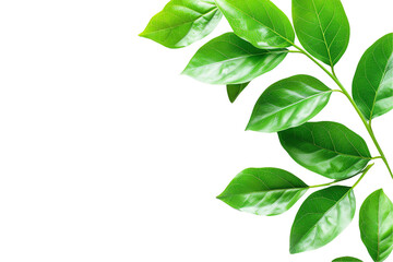 Fototapeta premium Fresh green leaves isolated on transparent, showcasing the vibrant beauty of nature's growth
