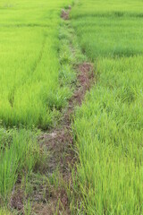 Landscape nature of rice field on rice paddy green color lush growing is a agriculture in Thailand 
