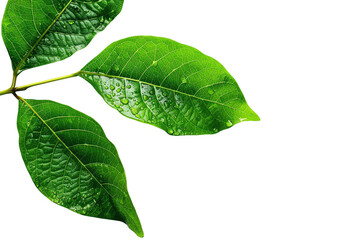 Obraz premium Isolated Green Leaf in White Background: Nature's Fresh Beauty in Close-up Macro Shot