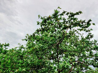 Guava tree in a windy weather _ guava fruit 