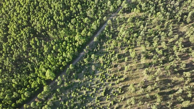 Aerial view of pine trees with road pathway 