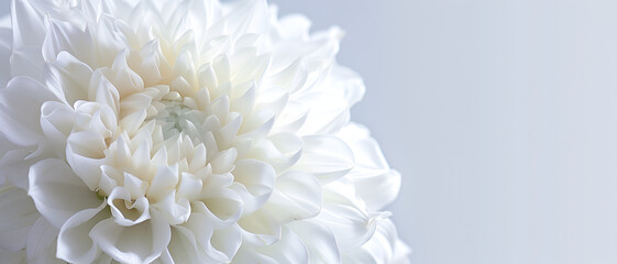 White flower background with vibrant color