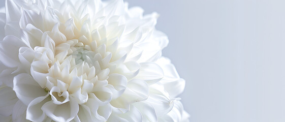 Fototapeta premium White flower background with vibrant color
