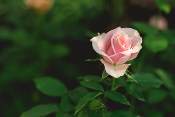 pink rose in garden