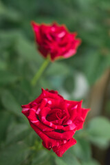 red rose in garden