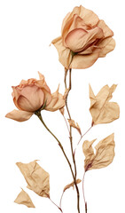 PNG  Real Pressed a climbing rose flower leaf petal.