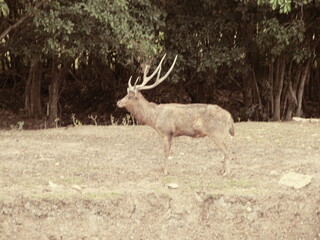 deer in the forest