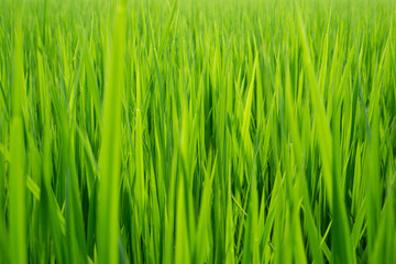 新緑の季節の稲