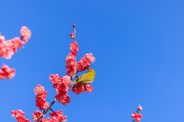 メジロと梅の花