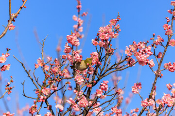 メジロと梅の花